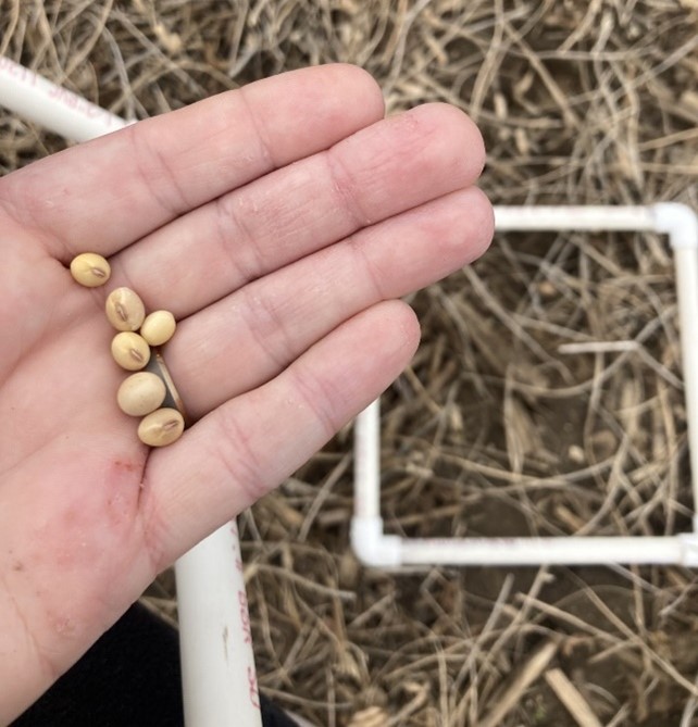 A hand holding six soybean beans.